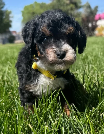 A small black and brown mini poodle puppy with a yellow collar sits in green grass on a sunny day, with trees, a fence, and flowers in the blurred background—one of the cutest mini poodle puppies Utah has to offer.