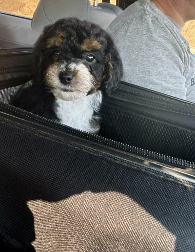 A small black, brown, and white puppy from a mini poodle breeder sits in an open black travel bag in a car, looking at the camera. Part of a person's shoulder and arm in a gray shirt is visible in the front seat.