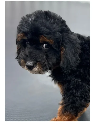 A small black and brown curly-haired puppy, resembling one of the adorable mini poodle puppies Utah adores, looks up with big, round eyes while sitting on a smooth gray surface.