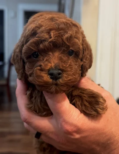 A person gently holds a small brown curly-haired puppy, likely from a mini poodle breeder, in their hand. The puppy looks directly at the camera with wide, dark eyes. The background features a blurred indoor setting.