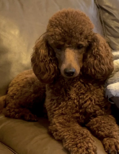 A brown mini poodle with curly fur is lying on a brown leather couch next to a gray and white blanket, looking toward the camera—an adorable example of what you might find from a top mini poodle breeder.