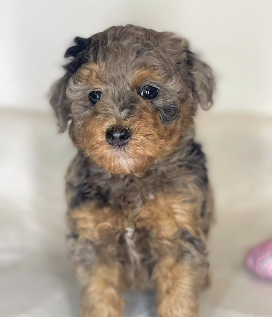 Berakhah — Mountain Valley Poodles puppy photo 1