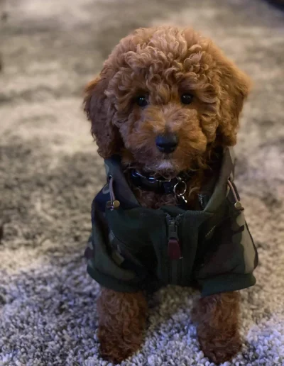 A small, curly-haired mini red poodle puppy wearing a camouflage jacket sits on a textured gray and white rug, looking up at the camera with a curious expression—one of the most adorable poodle puppies Utah has to offer.