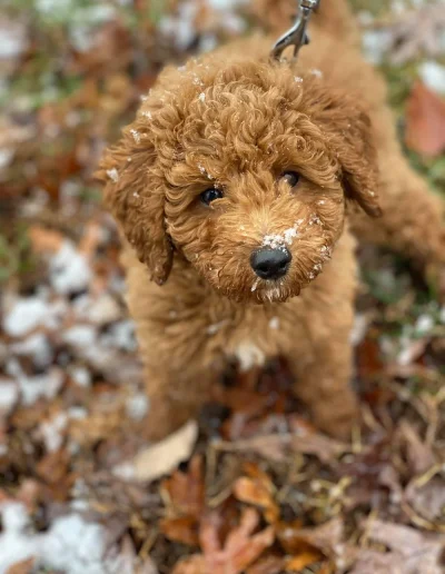 A fluffy brown mini red poodle with curly fur sits on the ground covered with autumn leaves and a bit of snow, looking up with snowflakes on its nose and face.