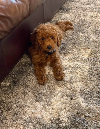 A small, curly-haired brown puppy from a reputable mini poodle breeder lies on a textured beige and gray carpet next to a brown leather couch, looking up toward the camera.