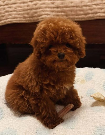 A small, fluffy mini red poodle puppy sits on a light blue and white rug, holding a chew stick. The background shows a bed with a beige textured blanket.