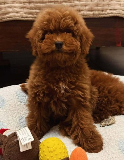 A fluffy brown mini poodle puppy with curly fur sits on a blanket, looking at the camera. Colorful chew toys, including a yellow textured ball and a plush toy, are in front of the pup. A cozy bed with a beige cover is in the background.
