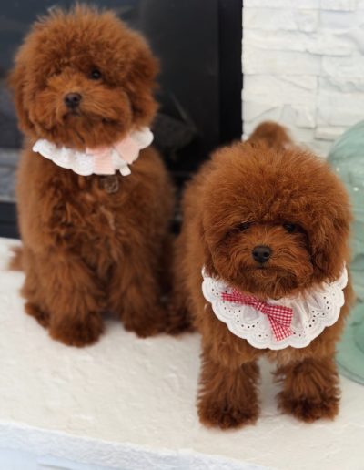 Two fluffy brown mini poodle puppies wearing white lace collars with red and pink bows sit side by side on a white surface in front of a white brick wall.