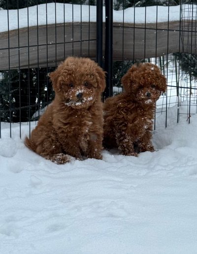 Two small, fluffy brown mini poodle puppies sit on snow in front of a wire fence and evergreen trees, with snow dusting their faces and paws.