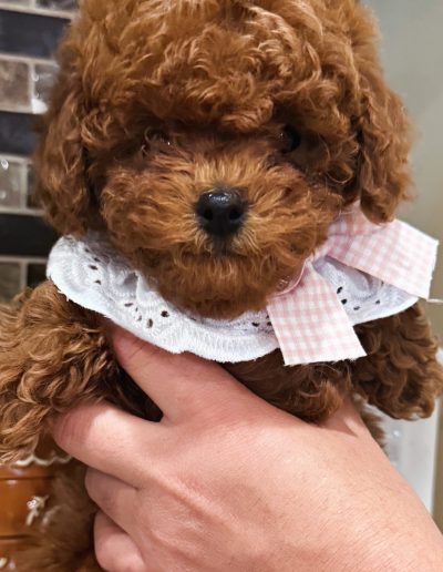 A small, curly-haired mini red poodle puppy wearing a white lace collar with a pink plaid bow is being gently held by a person's hand in front of a tiled wall. Perfect for those searching for adorable poodle puppies Utah.