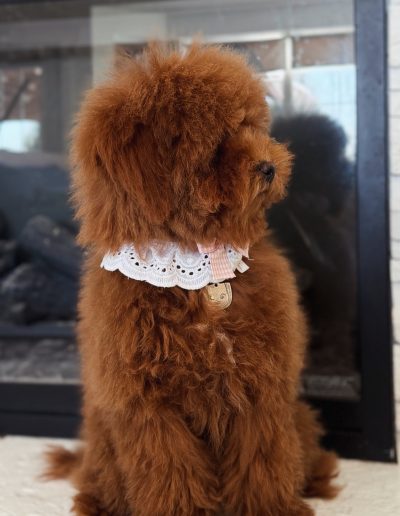 A fluffy brown mini red poodle with curly fur, wearing a white lace collar, sits indoors in front of a glass fireplace, looking to the side.