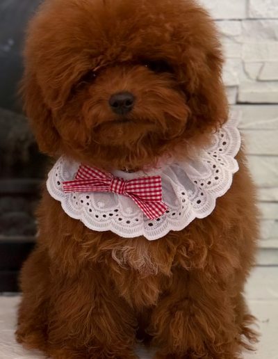 A fluffy brown mini poodle puppy sits indoors, wearing a white lace collar with a red and white checkered bow. The background features a charming white brick wall.