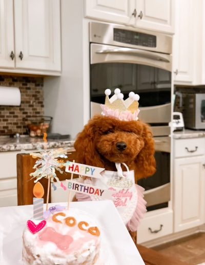 A mini red poodle wearing a birthday crown and pink tutu sits by a kitchen counter, with a small cake topped with a candle, heart, and “COCO” in icing, plus colorful “Happy Birthday” signs in front.