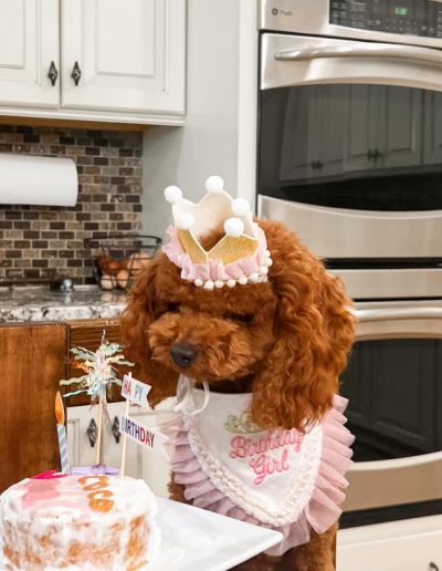 A mini red poodle wearing a pink Birthday Girl bib and a crown sits in a kitchen, eyeing a birthday cake on a plate. The kitchen has white cabinets and a stainless steel oven in the background—perfect for celebrating puppies' special days!.