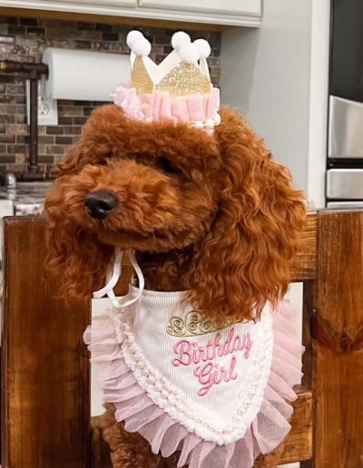 A reddish-brown poodle puppy wearing a small gold and pink crown and a white bib with pink frills that says Birthday Girl, sitting on a wooden chair in a kitchen—an adorable example of poodle puppies Utah families love.