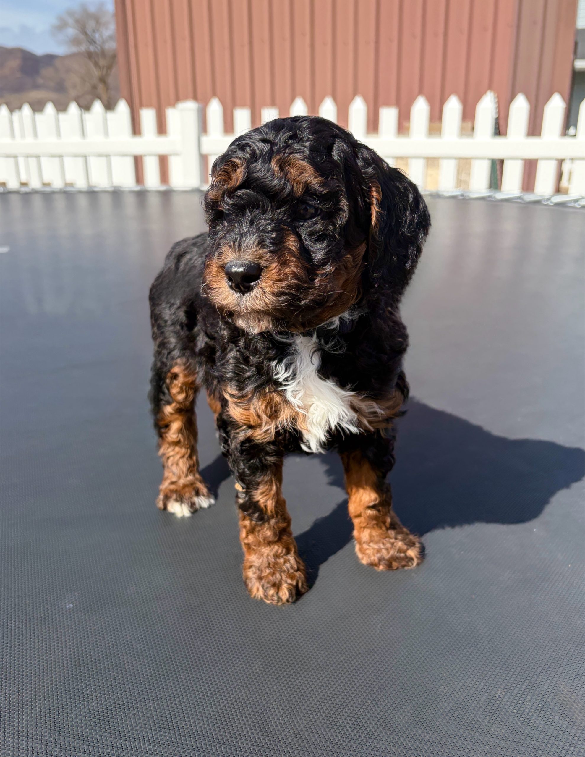 Captain Jack — Mountain Valley Poodles puppy photo 4