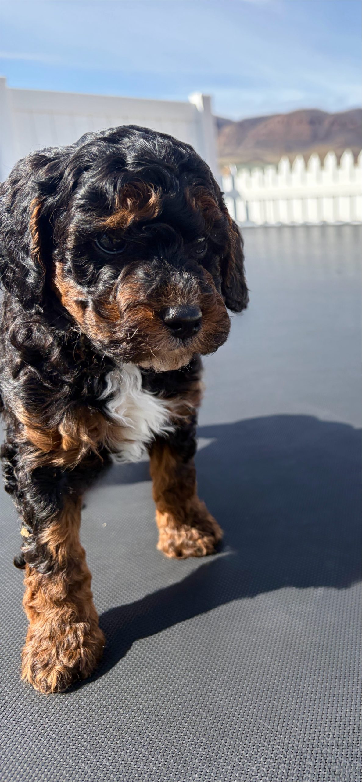 Captain Jack — Mountain Valley Poodles puppy photo 3
