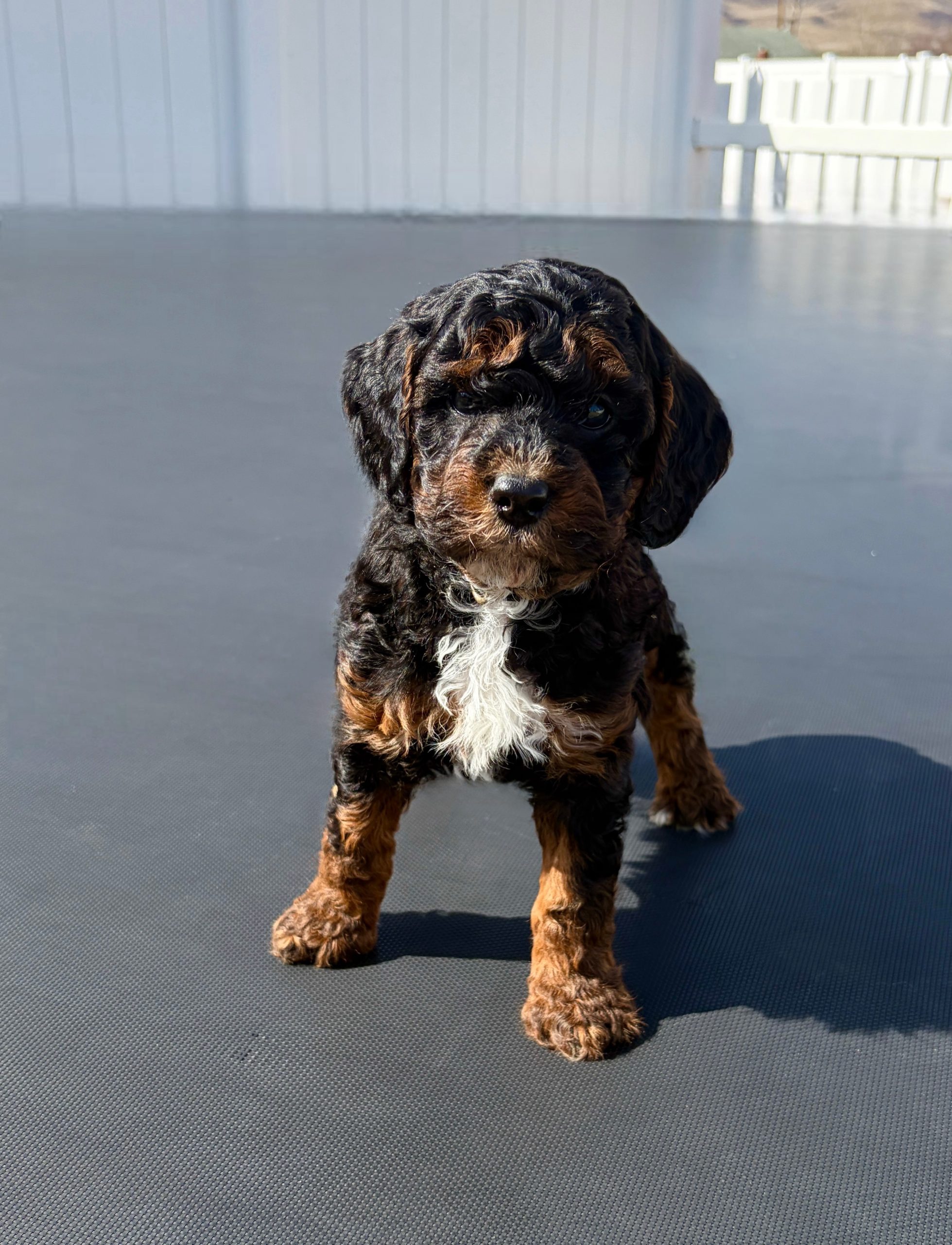 Captain Jack — Mountain Valley Poodles puppy photo 2
