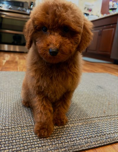 A fluffy brown mini poodle puppy with curly fur sits on a textured rug in a kitchen, looking up with big dark eyes. The kitchen has wooden floors and dark cabinets, reflecting the cozy charm of mini poodle puppies.