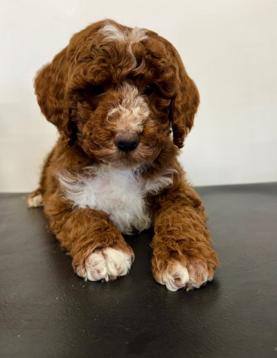 A small, curly-haired mini poodle puppy with white markings on its nose, chest, and paws sits on a black surface in front of a plain white background—one of the adorable poodle puppies Utah families adore.