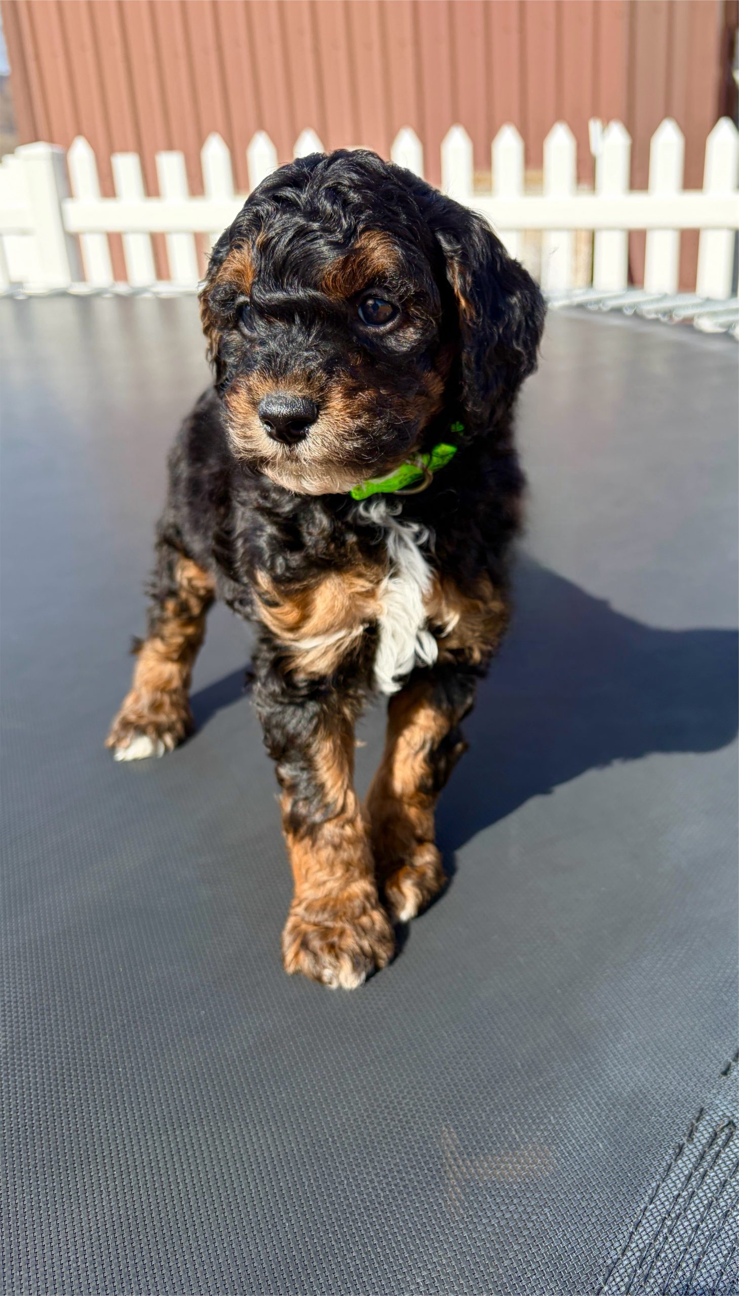 Will Turner — Mountain Valley Poodles puppy photo 2