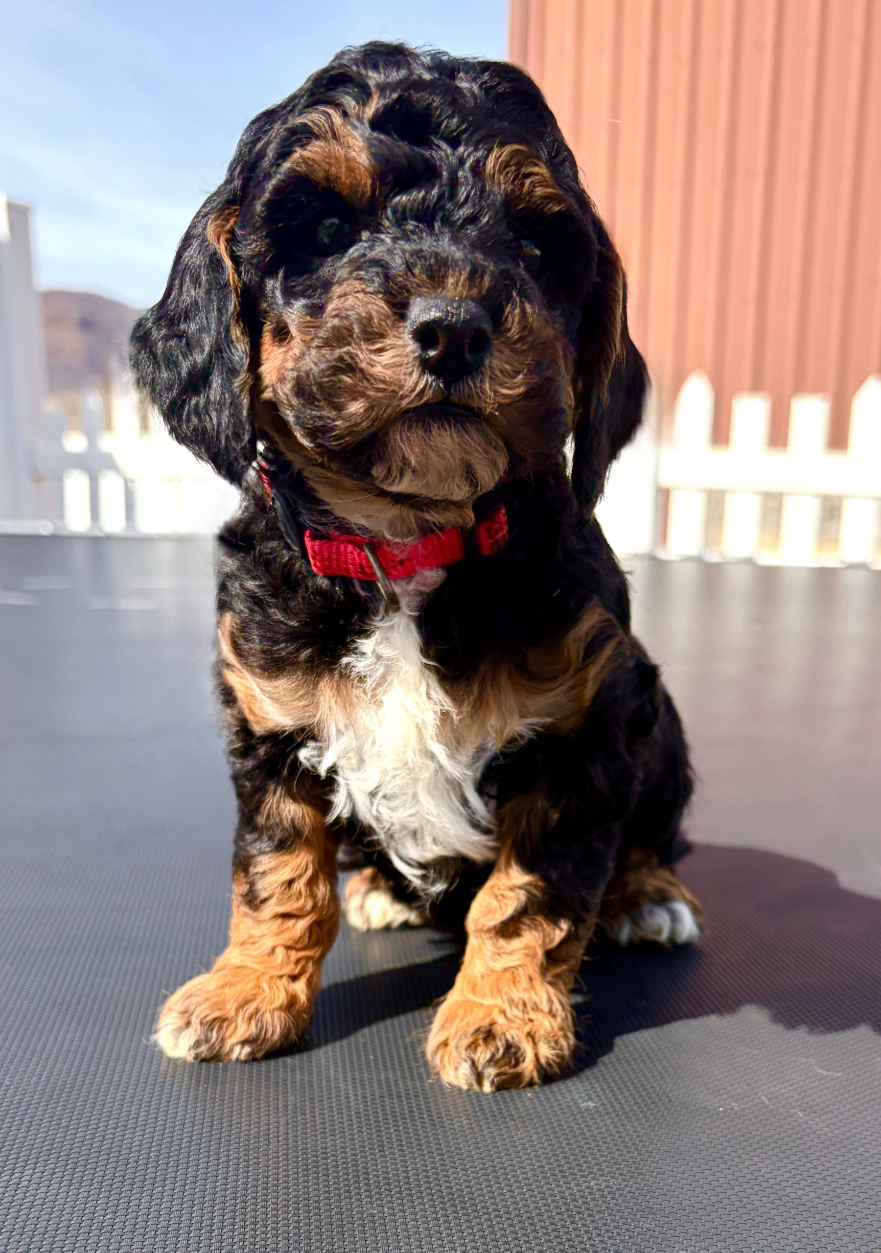 Calypso — Mountain Valley Poodles puppy photo 1