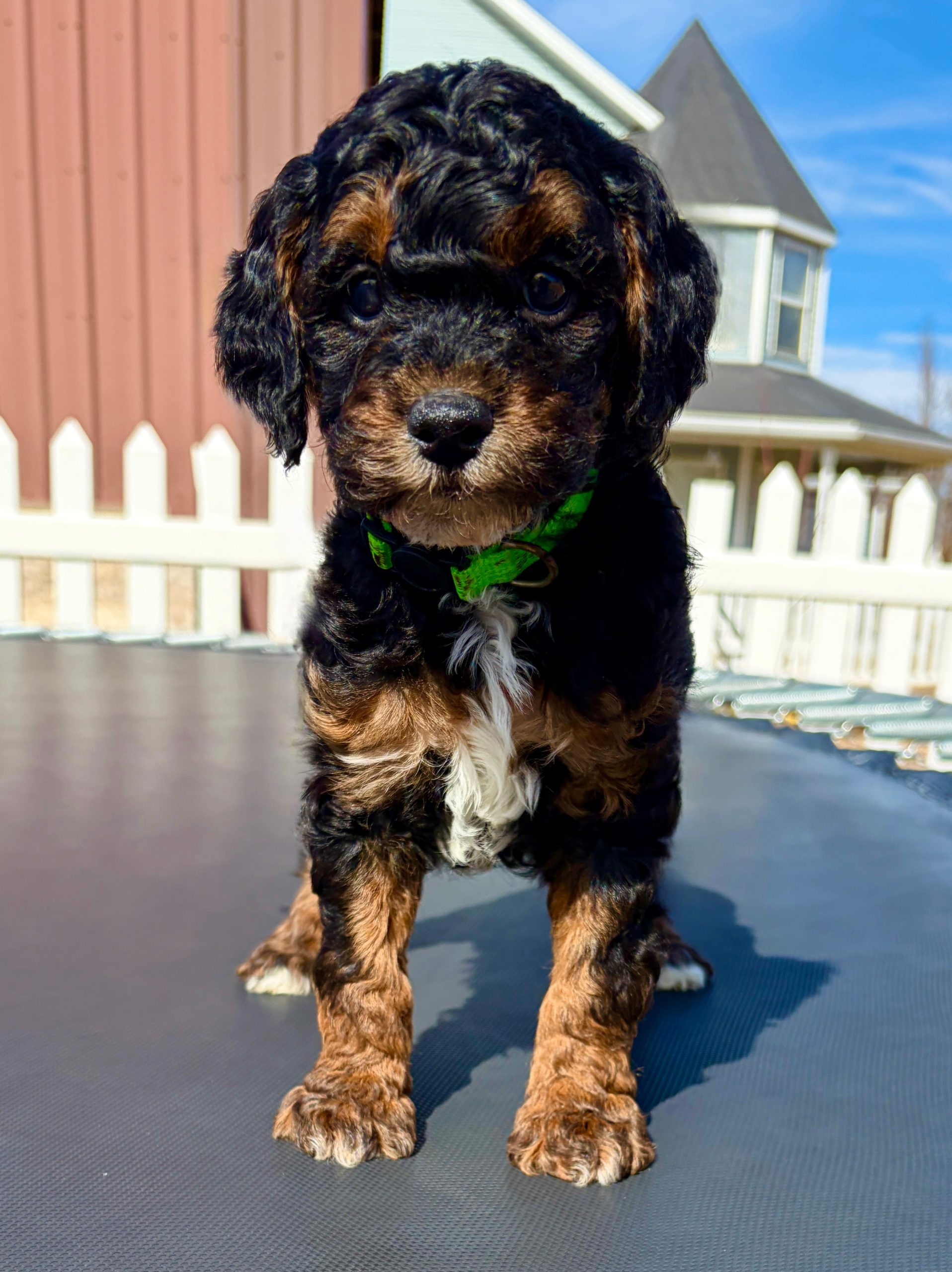 Will Turner — Mountain Valley Poodles puppy photo 3