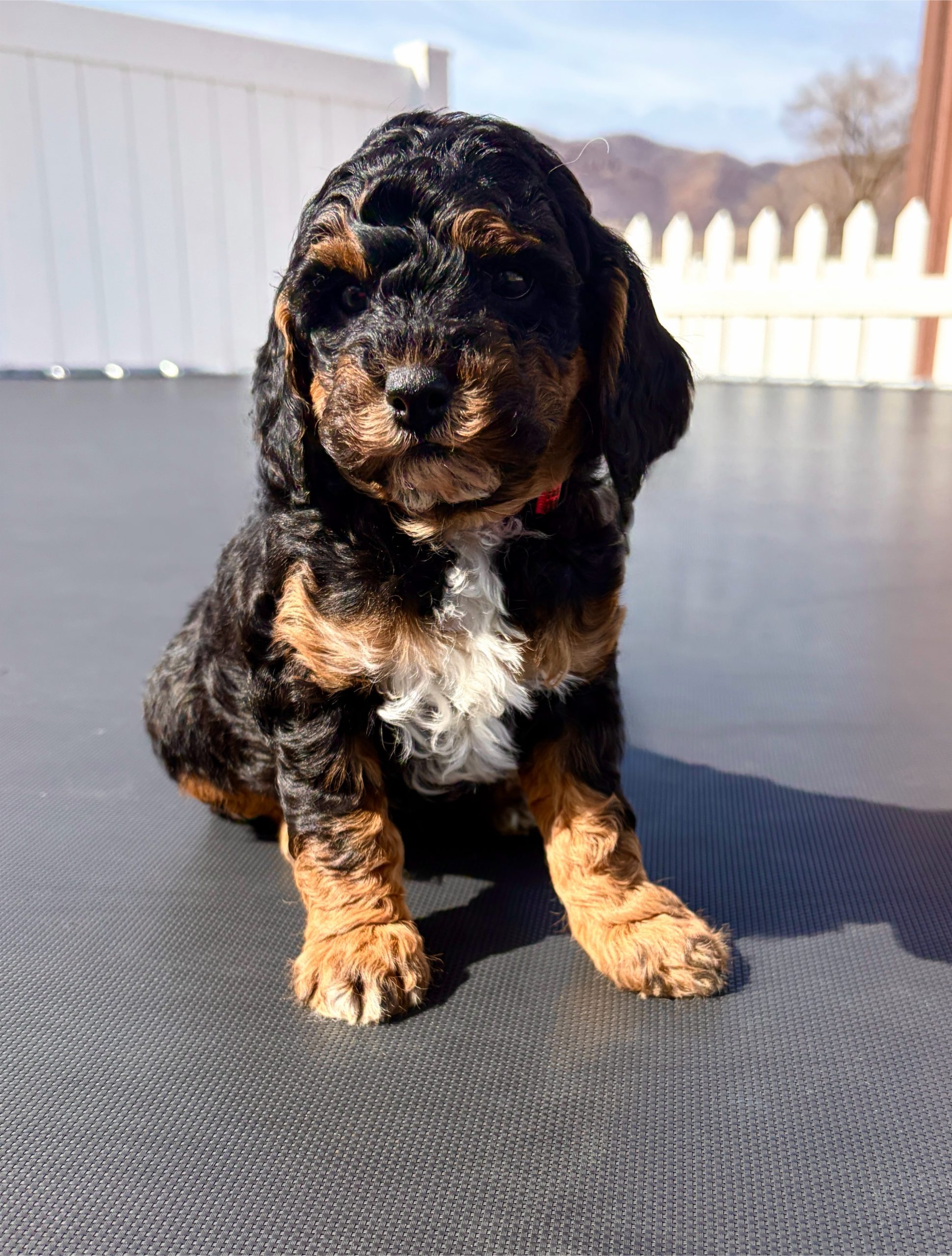 Calypso — Mountain Valley Poodles puppy photo 2