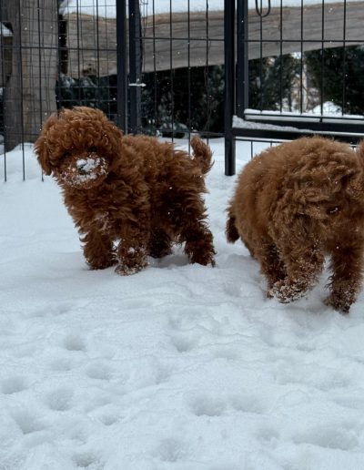 Two small, curly-haired mini poodle puppies play in the snow near a black metal fence. Snow clings to their faces and paws as they explore the snowy ground.