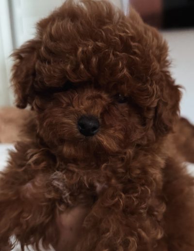 A close-up of a small, fluffy brown puppy with curly fur, possibly a mini red poodle from a reputable mini poodle breeder, being gently held indoors. Its eyes peek through its fur as a blurred door and dark object fill the background.
