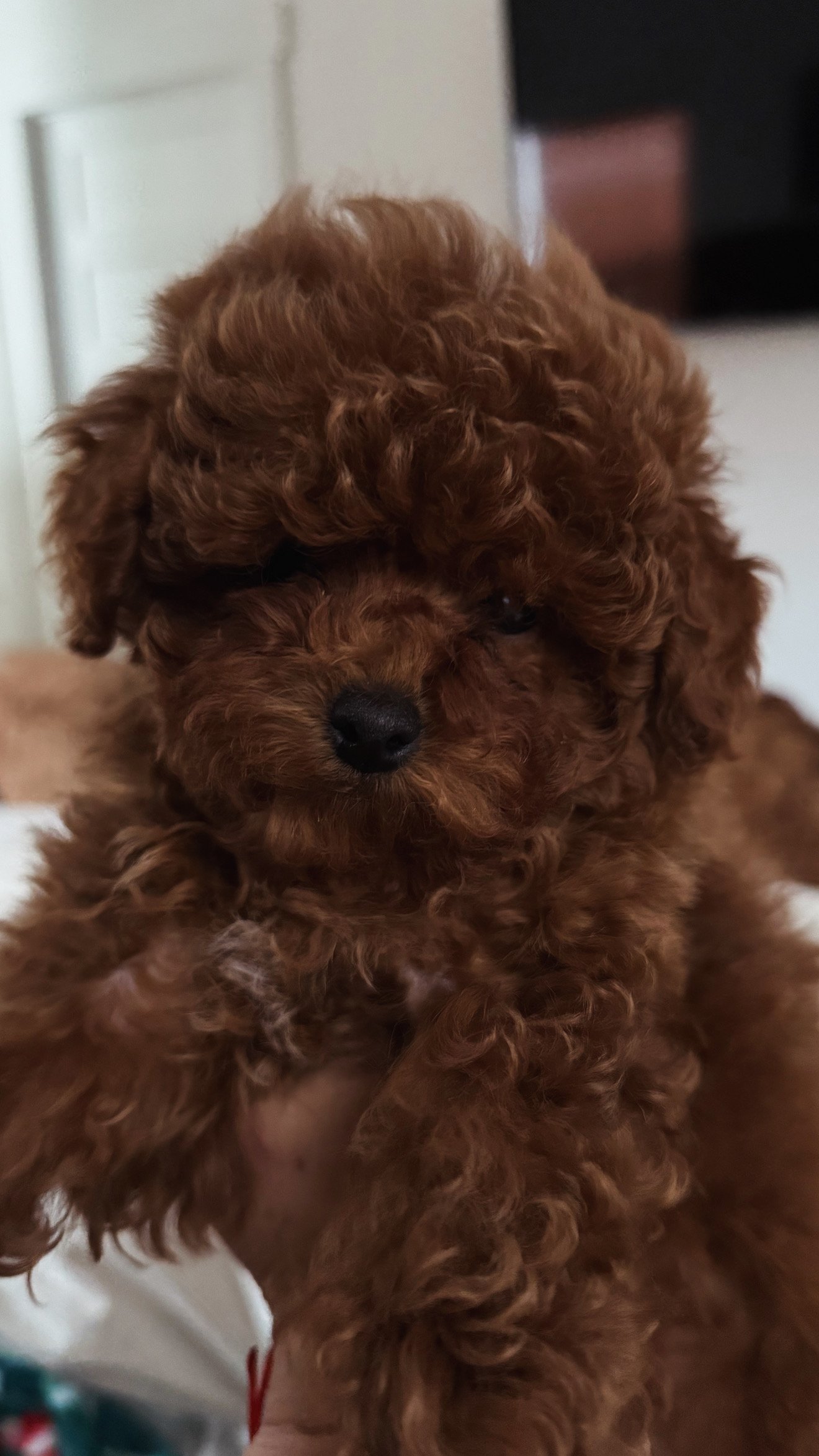 Mini Poodle Puppies — Mountain Valley Poodles puppy photo 3