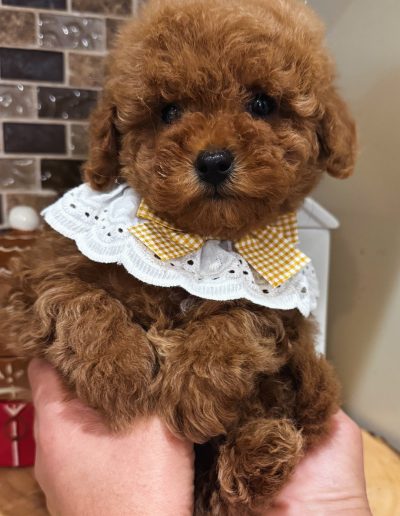 A small, fluffy brown mini red poodle with curly fur wears a white lace collar and a yellow checkered bow. The puppy is gently held in both hands, with a tiled wall and a wrapped red gift in the background.