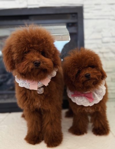 Two fluffy mini poodle puppies wearing pink and white lace collars sit side by side on a white surface in front of a white brick wall and fireplace.