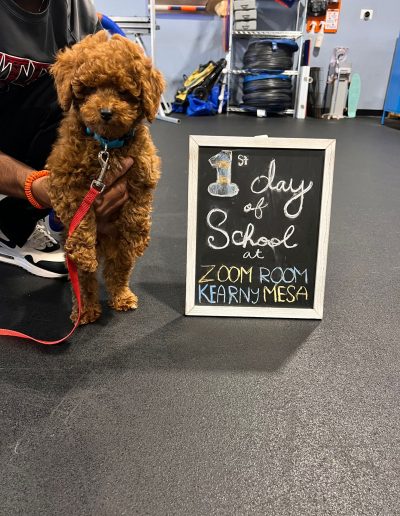 A small brown curly-haired dog from a top mini poodle breeder sits on a red leash beside a chalkboard sign reading, “1st day of school at Zoom Room Kearny Mesa.” A person’s hand holds the pup in an indoor gym with equipment.