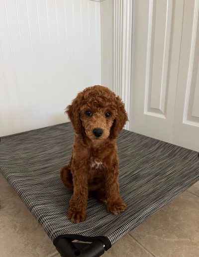 A small, curly-haired mini red poodle sits on a gray elevated pet bed in a room with light-colored tile flooring and white paneled walls.