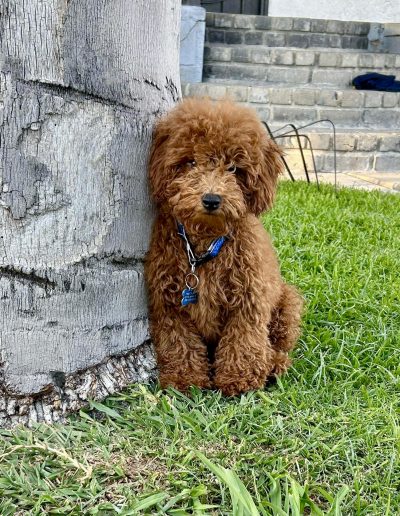 A small, curly-haired mini red poodle with a blue collar sits on green grass next to a tree trunk, with stone steps and a concrete wall in the background.