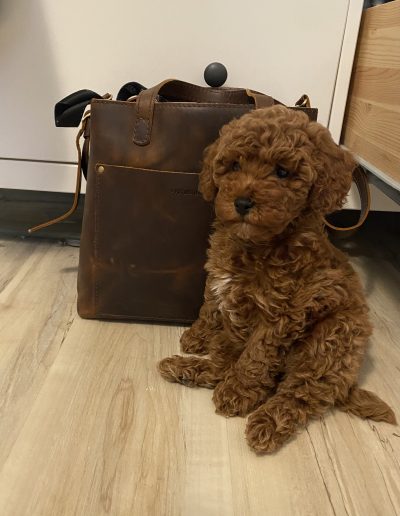 A small, curly-haired mini red poodle puppy sits on a wooden floor in front of a brown leather bag, looking slightly to the side. White furniture and the corner of a wooden bed are visible in the background.