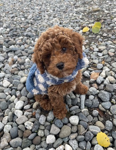 A small brown curly-haired mini poodle puppy wearing a blue and white checkered sweater sits on a ground covered with gray and white pebbles, looking up with a tilted head. Perfect for anyone searching for adorable poodle puppies Utah offers.