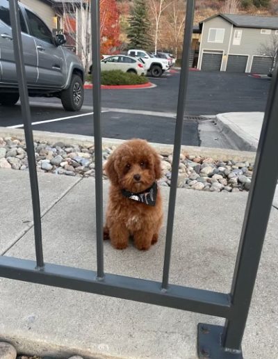A small, fluffy brown mini red poodle wearing a bandana sits on a sidewalk behind a metal fence, with parked cars and buildings in the background.