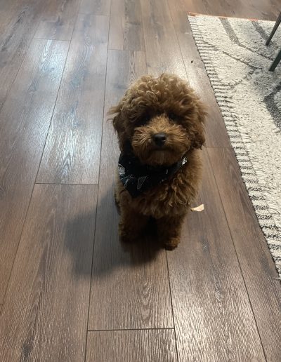 A small, curly-haired brown dog from a top mini poodle breeder sits on a wooden floor next to a patterned rug, looking up at the camera.