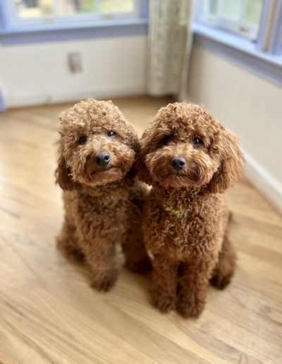 Two small, curly-haired mini poodle puppies sit close together on a light wooden floor in a sunlit room with blue-trimmed windows.
