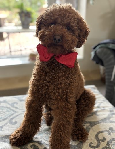 A curly brown mini red poodle wearing a red bow tie sits on a patterned surface indoors, with natural light streaming through a window in the background.