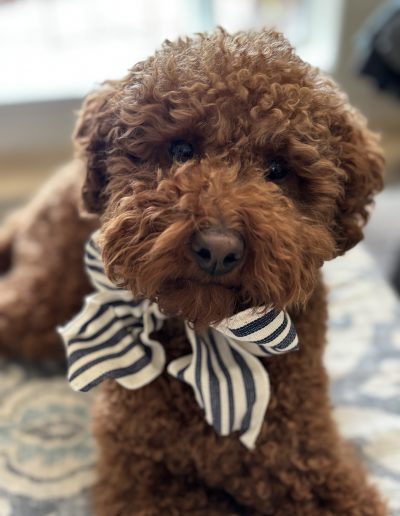 A brown curly-haired mini red poodle with a fluffy face wears a black-and-white striped bow around its neck, sitting indoors on a patterned surface and looking at the camera with soft lighting in the background.