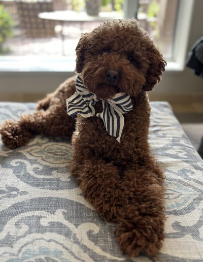 A curly brown mini red poodle with a large black and white striped bow around its neck lies on a patterned blue and white blanket, with a window and outdoor patio in the blurry background.