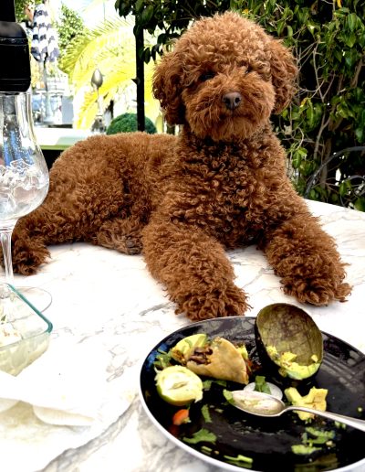 A curly brown mini red poodle lies on a marble table beside a person. The table has an empty wine glass, food containers, seasonings, and a half-eaten meal on a black plate. Lush greenery is in the background.