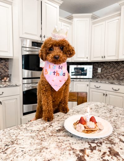 A brown poodle from a top mini poodle breeder sits on a kitchen counter, wearing a crown and birthday bandana, in front of pancakes topped with strawberries and a lit candle. White cabinets and an oven are in the background.