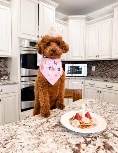 A brown mini red poodle wearing a crown and a pink Its My Birthday bandana sits on a kitchen counter in front of a plate with a small birthday cake topped with strawberries and a candle—an adorable moment for all puppies lovers.