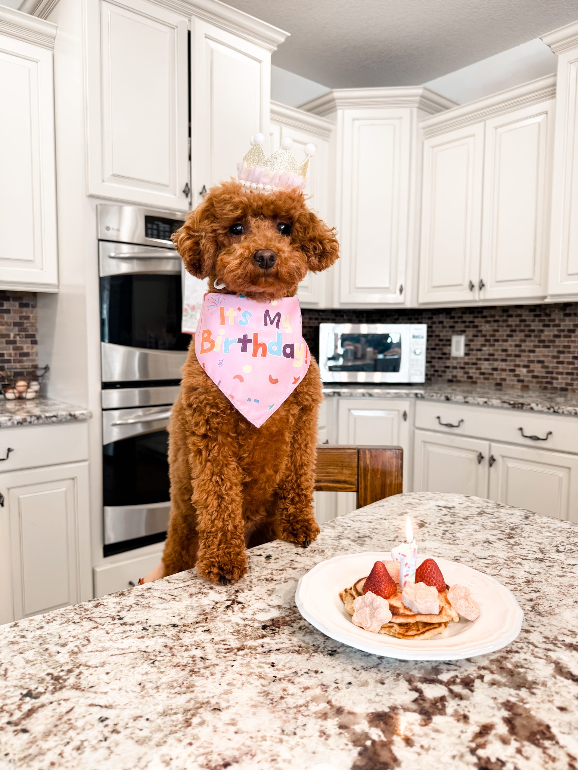 IMG_4249 - Mini Poodle Puppies For Sale in Utah A brown mini red poodle wearing a crown and a pink Its My Birthday bandana sits on a kitchen counter in front of a plate with a small birthday cake topped with strawberries and a candle—an adorable moment for all puppies lovers.