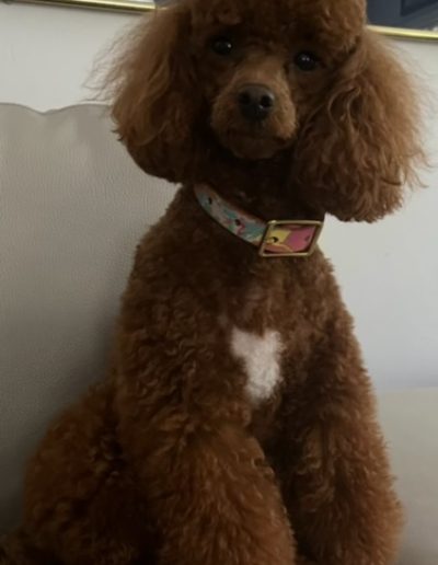 A small brown mini poodle with curly fur and a white patch on its chest sits on a light-colored couch, wearing a colorful collar—perfect for anyone looking for adorable poodle puppies Utah breeders can offer.