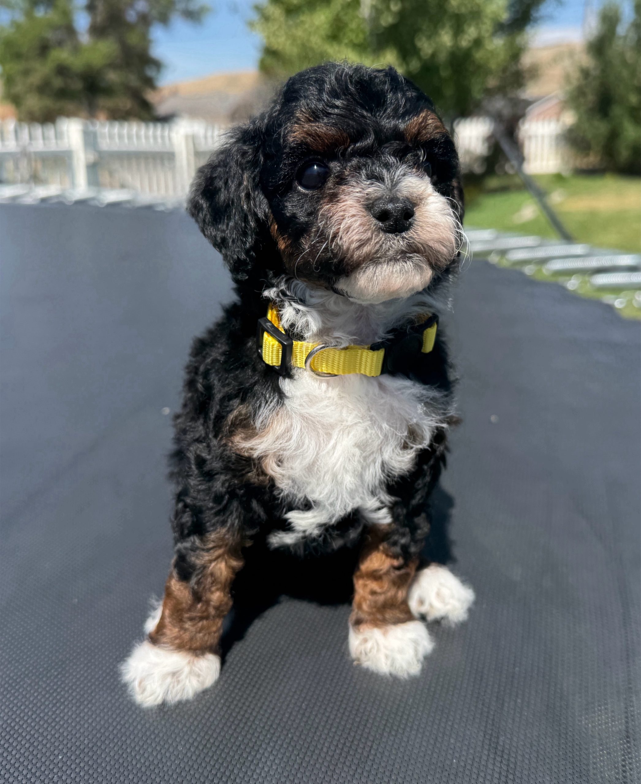IMG_5763 - Mini Poodle Puppies For Sale in Utah A small black, brown, and white puppy with curly fur and a yellow collar sits on a trampoline outdoors, with trees and a white fence in the background—one of the adorable puppies from a reputable mini poodle breeder.